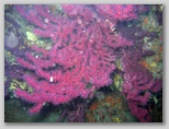 Promontorio dell'Argentario: gorgonie.