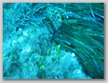L'isola di Giannutri: un cerniotto.