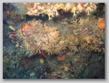 Delle splendide margherite di mare immortalate presso l'Isola d'Elba