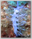 Secche di Tor Paterno -  un nudibranco (flabellina)
