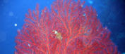 <b>Promontorio dell'Argentario</b> <b>Promontorio dell'Argentario</b>