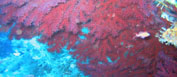 <b>Le Formiche di Grosseto</b> <b>Le Formiche di Grosseto</b>
