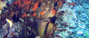 <b>L'isola di Giannutri</b> <b>L'isola di Giannutri</b>