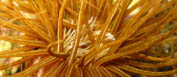 <b>Le Isole Tremiti</b> <b>Le Isole Tremiti</b>