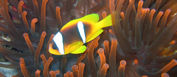 <b>Il Mar Rosso</b> <b>Il Mar Rosso</b>